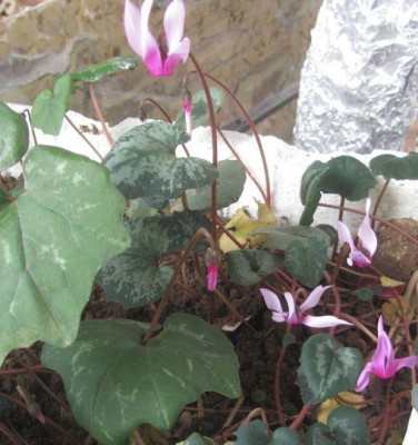 C.repandum-ax2015b.jpg