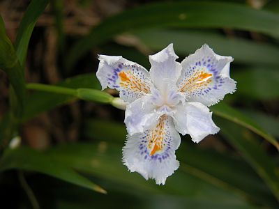 iris.jpg