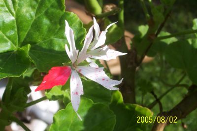 Pelargonium_unentschieden_inder_Farbe.jpg
