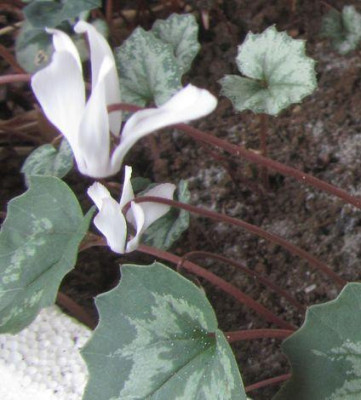 c.repandum-ax2015e.jpg