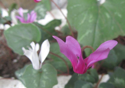 c.repandum-ax2015c.jpg