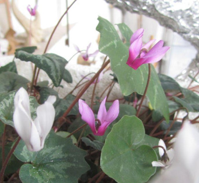 c.repandum-ax2015d.jpg