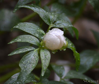 Paeonia_15-03-24.jpg