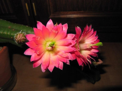 Echinocereus_gentryi_150324.jpg