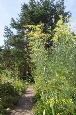 Fenchel_ganz_wild.jpg