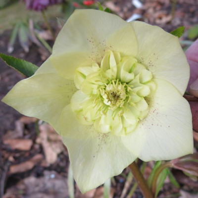 Ash_cremegelb_anemonenblu776tig_1870.jpg