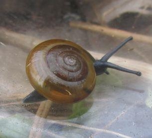 Glanzschnecke.jpg