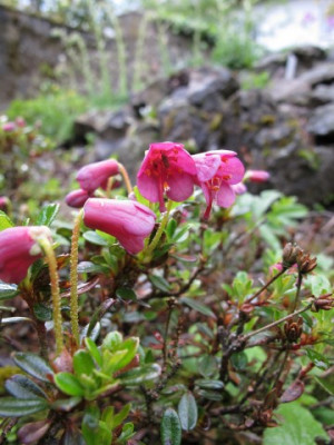 Rhododendron_campylogynum_var._myrtilloides_fars_2012_II..JPG