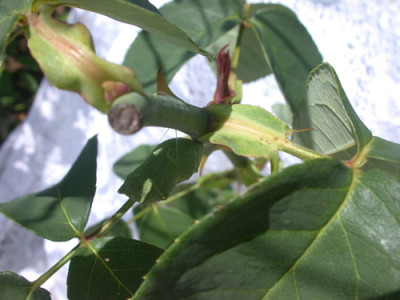 Schwalbenschwanz_Puppe_auf_Rose_S2_5555_94.jpg