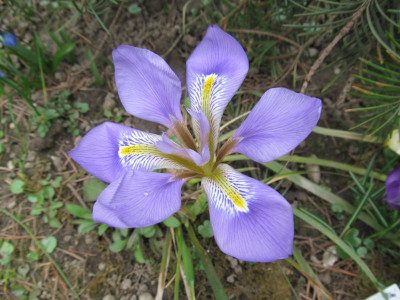 Iris_unguicularis_G2015-03-24.jpg