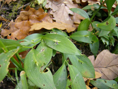 Ruscus-hyphoglossum-251008.jpg