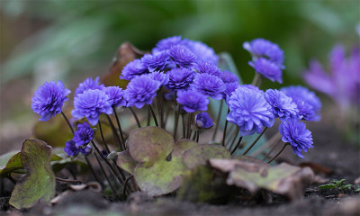 Hepatica_Tschech_Plu1.jpg