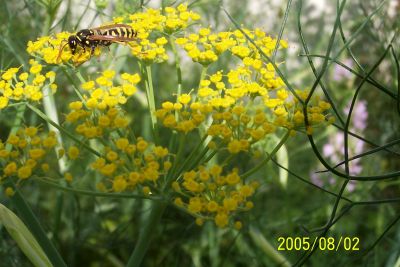 Fenchel_als_Wespenpflanze.jpg