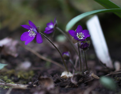 Hepatica_Ind.Str.u1.jpg
