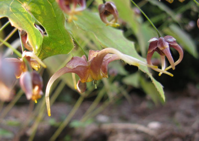 Epimedium_x_omeiense_Akane_.jpg
