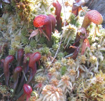 Darlingtonia2015kl..jpg