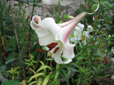 Lilium_leucanthum_var._centifolium_3_Hortu.jpg