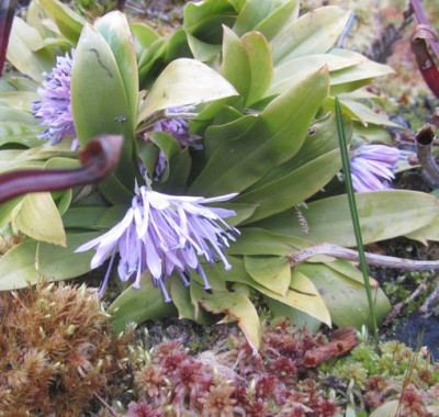 Helionpsis_orientalis_axel.jpg