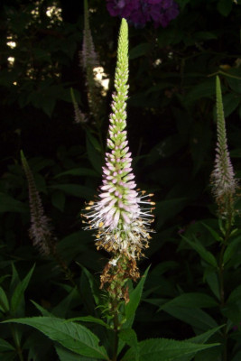 Veronicastrum_virginicum.jpg