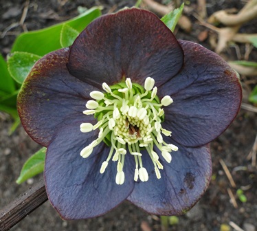Helleborus_27.3_2015_002.JPG