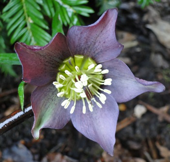 Helleborus_27.3_2015_008.JPG
