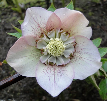 Helleborus_27.3_2015_096.JPG