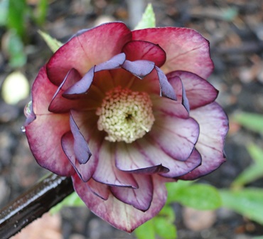 Helleborus_27.3_2015_005.JPG