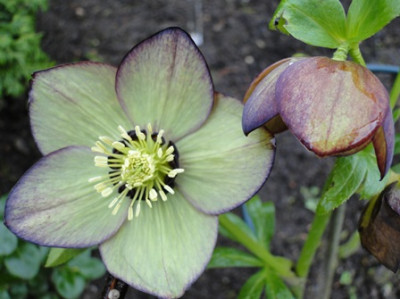 Helleborus_27.3_2015_045.JPG