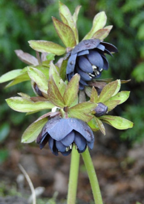 Helleborus_27.3_2015_049.JPG