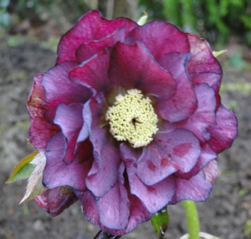 Helleborus_27.3_2015_051.JPG