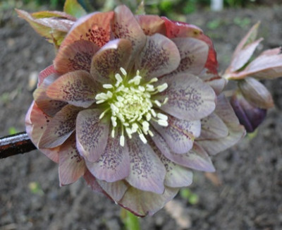 Helleborus_27.3_2015_056.JPG