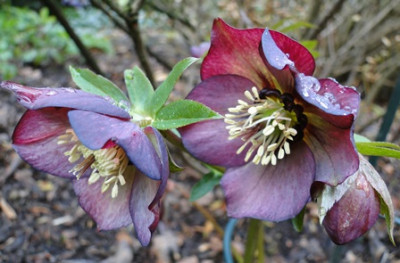 Helleborus_27.3_2015_070.JPG