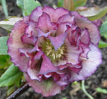 Helleborus_27.3_2015_075.JPG