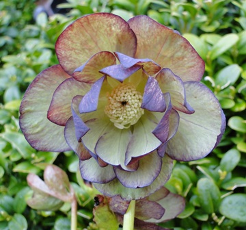 Helleborus_27.3_2015_084.JPG