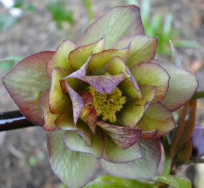 Helleborus_27.3_2015_040.JPG
