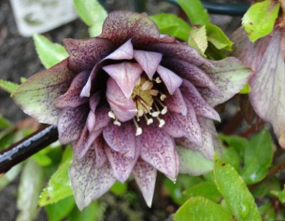 Helleborus_27.3_2015_065.JPG