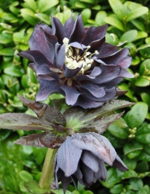 Helleborus_27.3_2015_092.JPG