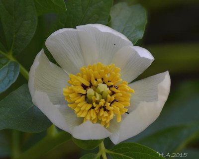 Paeonia_15-03-27.jpg
