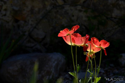 Ranunculus_asiaticus_15-03-27.jpg