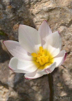 Tulipa_cretica_15-03-27.jpg