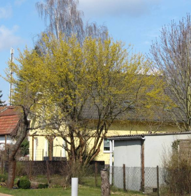 Kornelkirsche_150327.jpg