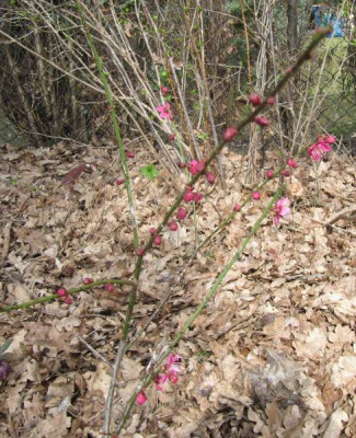 Prunus_mume_150327.jpg