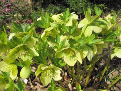Helleborus_grungel_150327.jpg