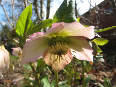 Helleborus_rosa150327.jpg