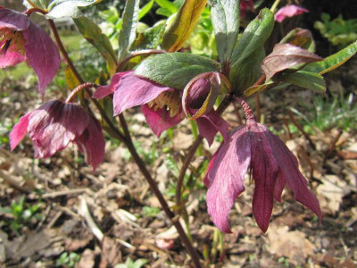 Helleborus_rot_zipflig_150327.jpg