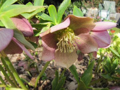 Helleborus_rot_verwaschen_150327.jpg