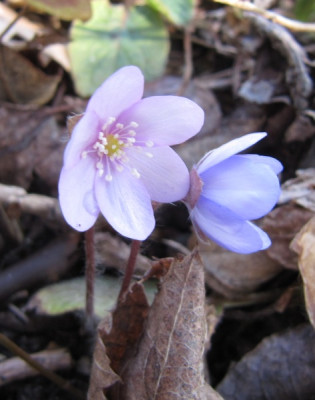 Hepatica_Samlinge_150327.jpg