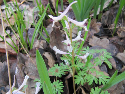 Corydalis_henrikii_150327.jpg
