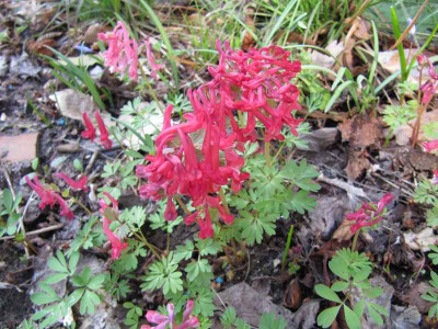 Corydalis_solida_rot_150327.jpg