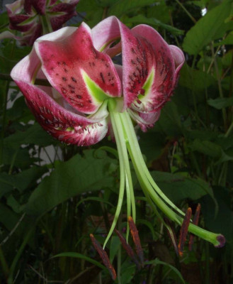 Lilium_Black_Beauty_oder_was.jpg